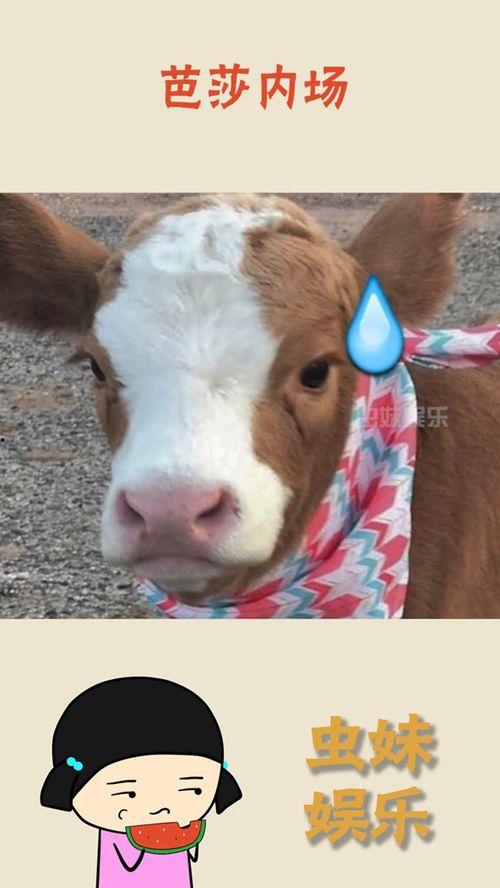 吃瓜娱乐酱小狗,揭秘娱乐圈萌宠背后的故事